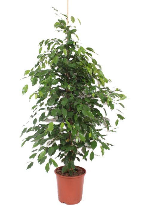 Ficus Exotica, D 27
