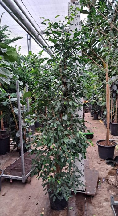 Ficus exotica piramide 280, D 40