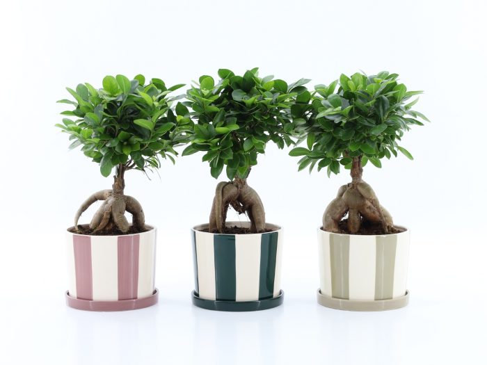 Ficus Ginseng in Montmartre keramiek, D 19