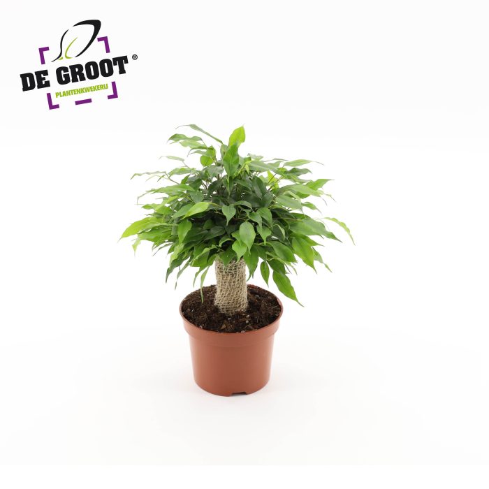 Ficus Green Kinky jute, D 12