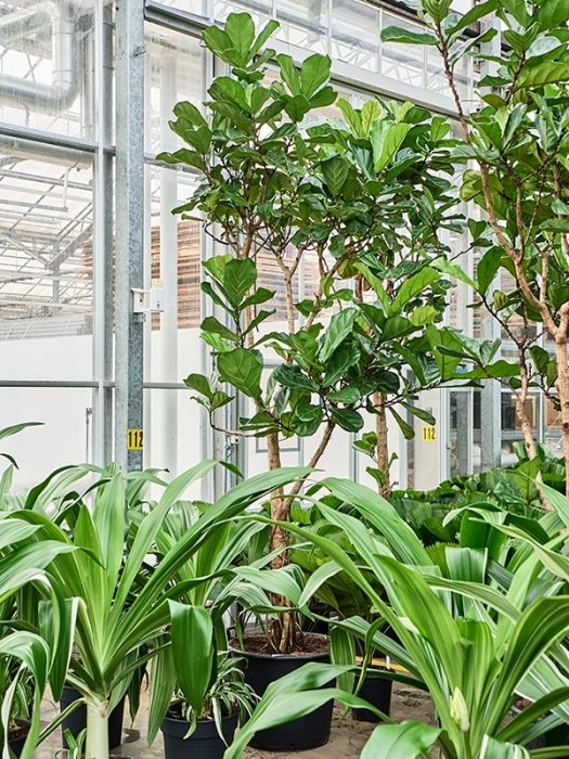 Ficus lyrata, D 60