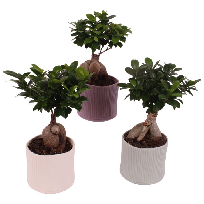 Ficus m. Ginseng Ball Shape Ø12cm in Ø13cm Ceramic SE570, D 13