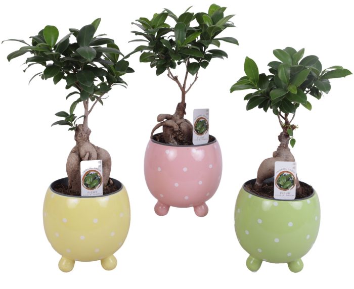 Ficus m. Ginseng Ball Shape Ø12cm in Ø14cm Ball Dots Pot, D 14