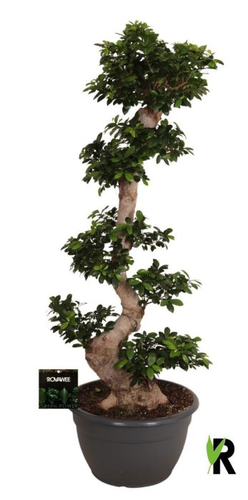 Ficus micr. S-type in kunststof sierpot, D 45