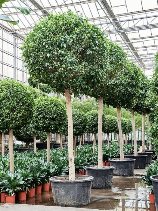 Ficus microcarpa ?Nitida?, D 92