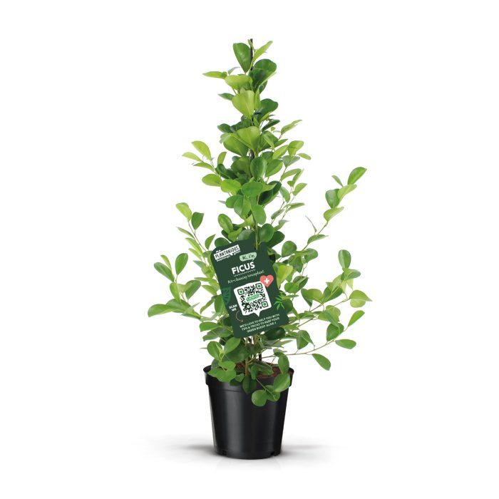 Ficus microcarpa moclame, D 21