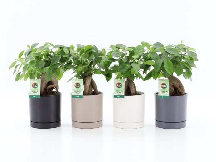 Ficus microcarpa Retusa in Hainan keramiek 4 kleuren, D 13