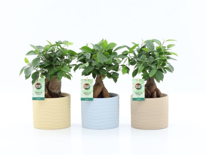 Ficus microcarpa Retusa in Ibiza keramiek, D 13