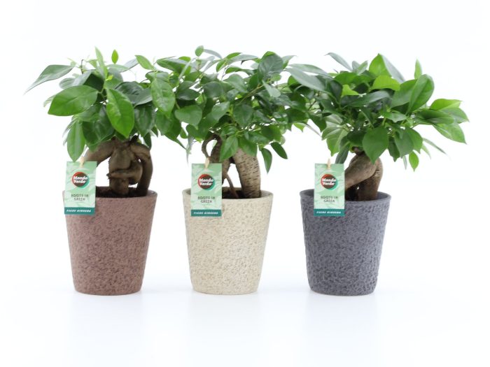 Ficus microcarpa Retusa in Nature keramiek, D 13