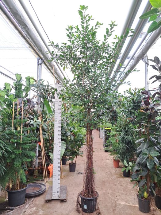 Ficus Natalensis Lynn multistam met luchtwortels, D 55