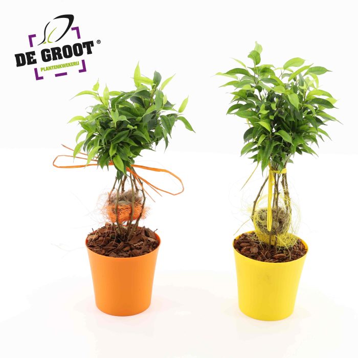 Ficus nest, D 12