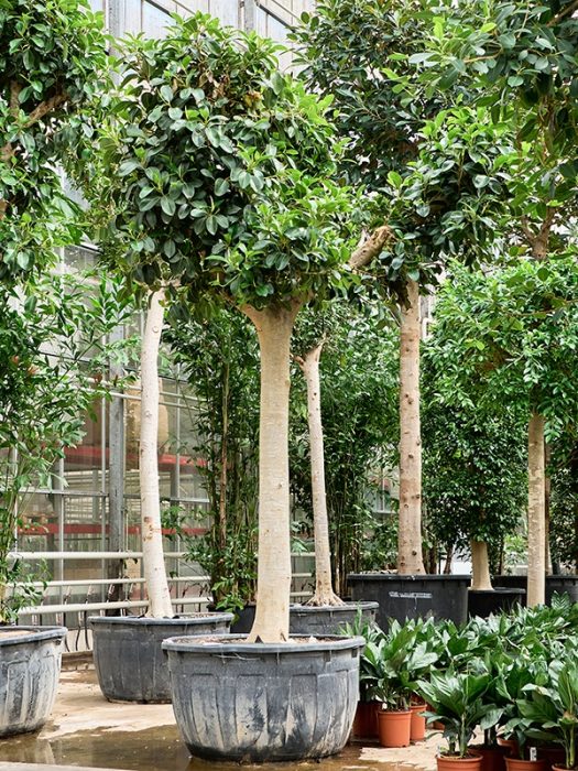 Ficus rubiginosa 'Australis', D 112
