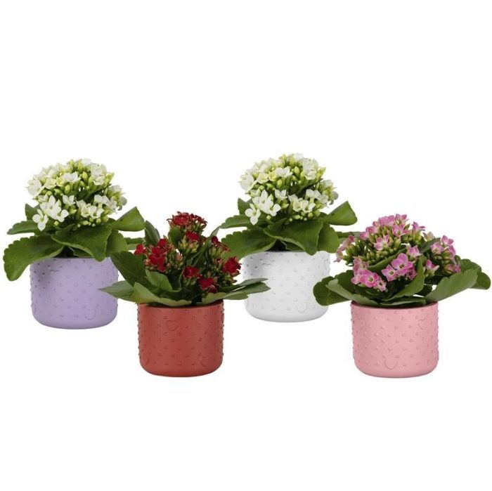 Forever Love with Kalanchoe, D 6