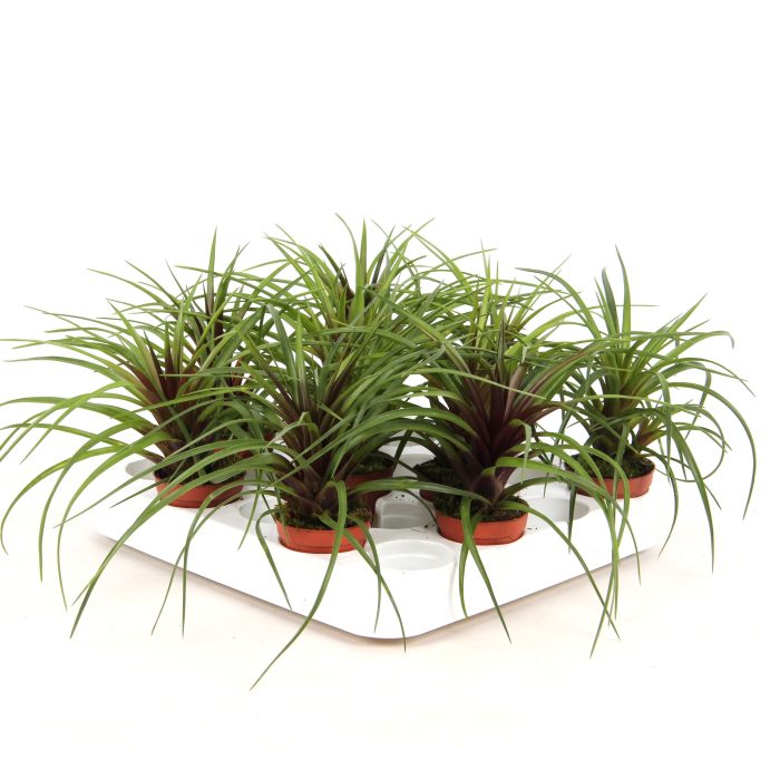 Forrest - Tillandsia Cyanea - Blad, D 5,5
