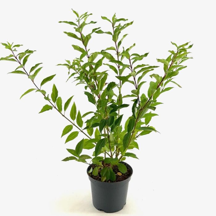 Forsythia int. 'Lynwood', D 19