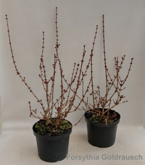 Forsythia intermedia 'Goldrausch' 29cm [minimum order: 10 plants], D 29