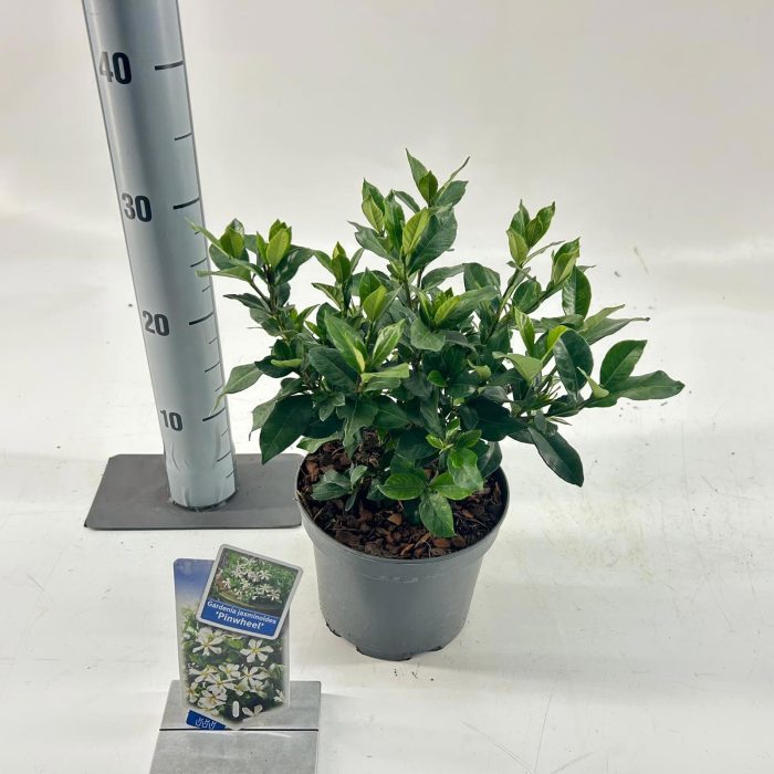 Gardenia jasminoides 'Pinwheel®', D 17