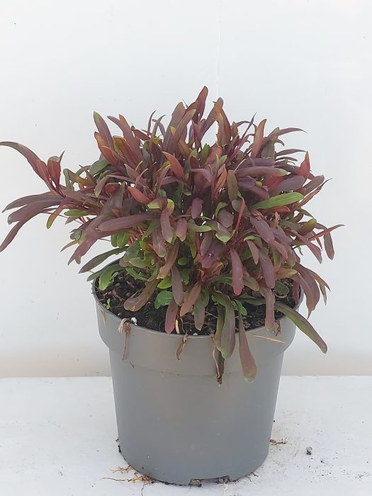 Gaura lindheimer Siskiyou Pink, D 17