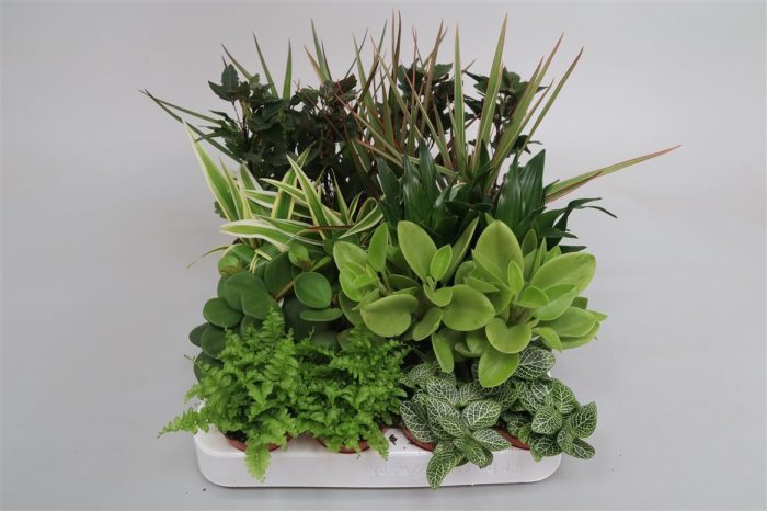 Gemengde Miniplantjes, D 5,5