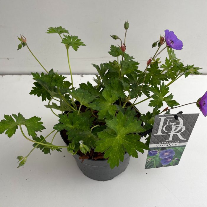 Geranium 'Rozanne' in tray, D 17