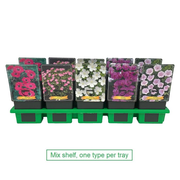 Geranium mix laag P11, D 11