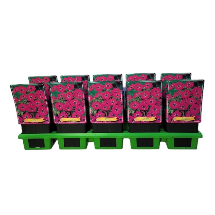 Geranium Subcaulescens P11, D 11