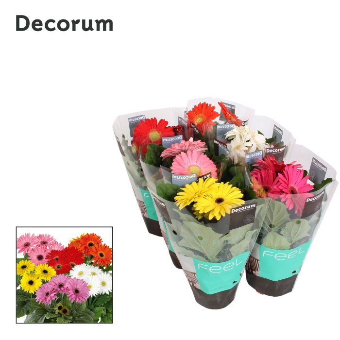 Gerbera 2+ bl. hoes Decorum, D 12