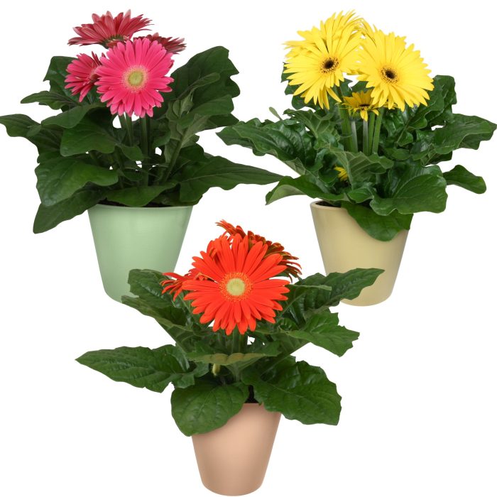 Gerbera 2+bl 12cm in keramiek pastel 3 ass. gl/or/gr, D 12