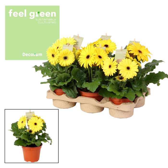 Gerbera geel tinten 2+ bl. Feel Green, nature Decorum, D 12