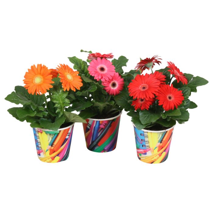 Gerbera Gemengd 2+ bl 12cm in paperclip beker, D 12