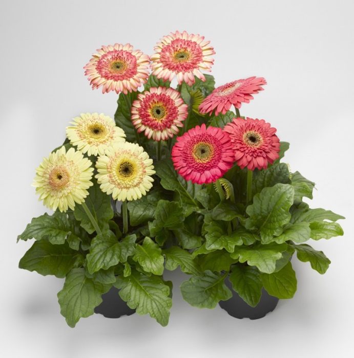 GERBERA-HYBRID, D 12