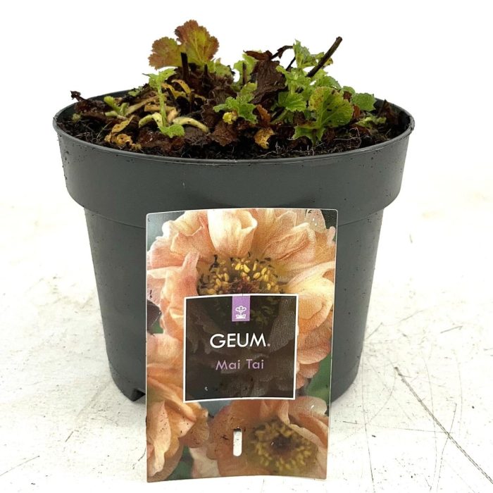 Geum rivale 'Mai Tai', D 17