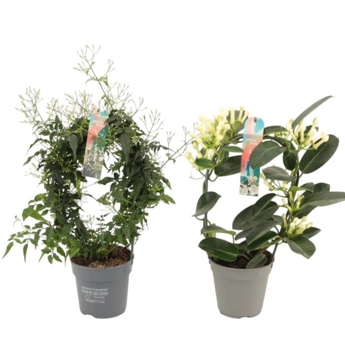 Geurmix Jasminum - Stephanotis p12 (Jasmijn), D 12