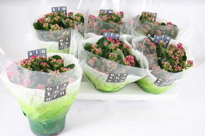 Gevuld 15 cm PAARS, D 15