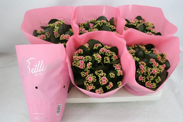 Gevuld 15 cm Weaver Brilliant (licht-roze), D 15