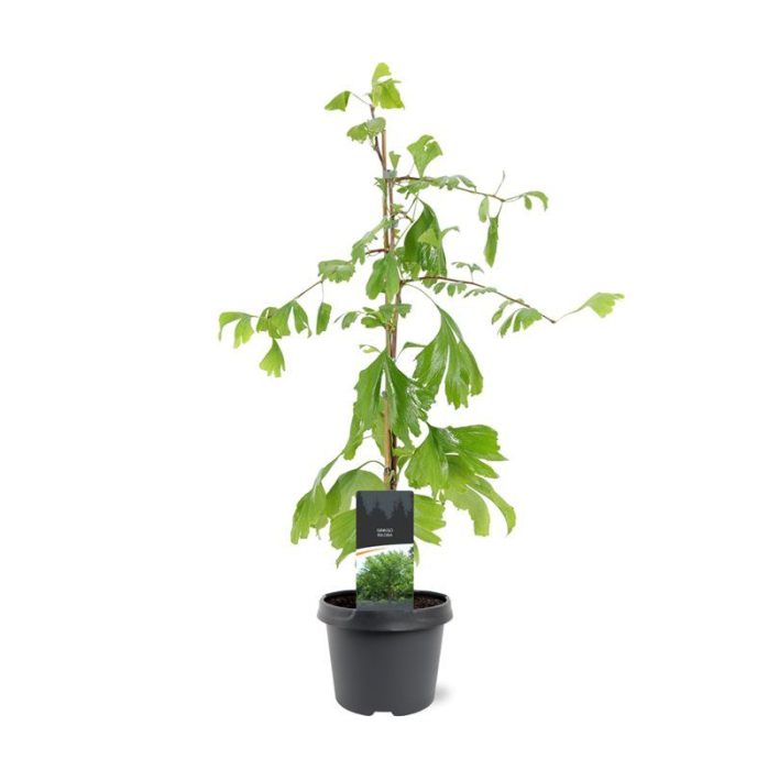 Ginkgo biloba, D 19