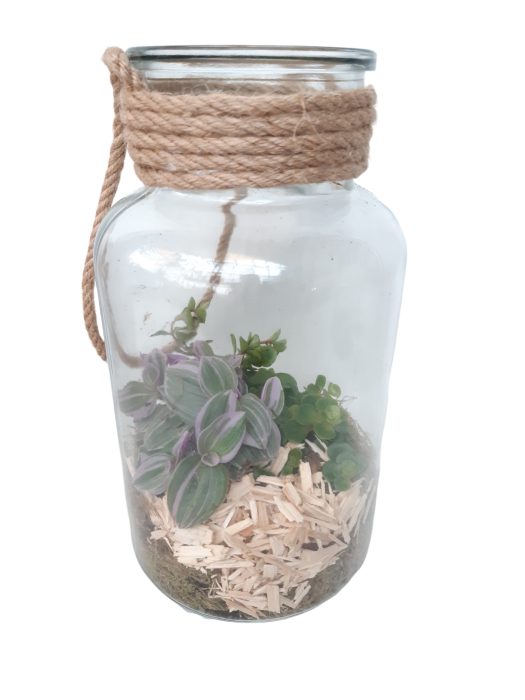 GKS14 Glass Terrarium + Touw H26 Sedum/Tradescantia, D 14