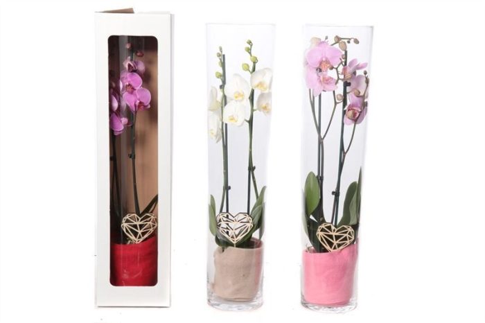 Glas conisch 70 cm Phal mix 2T14+, D 12
