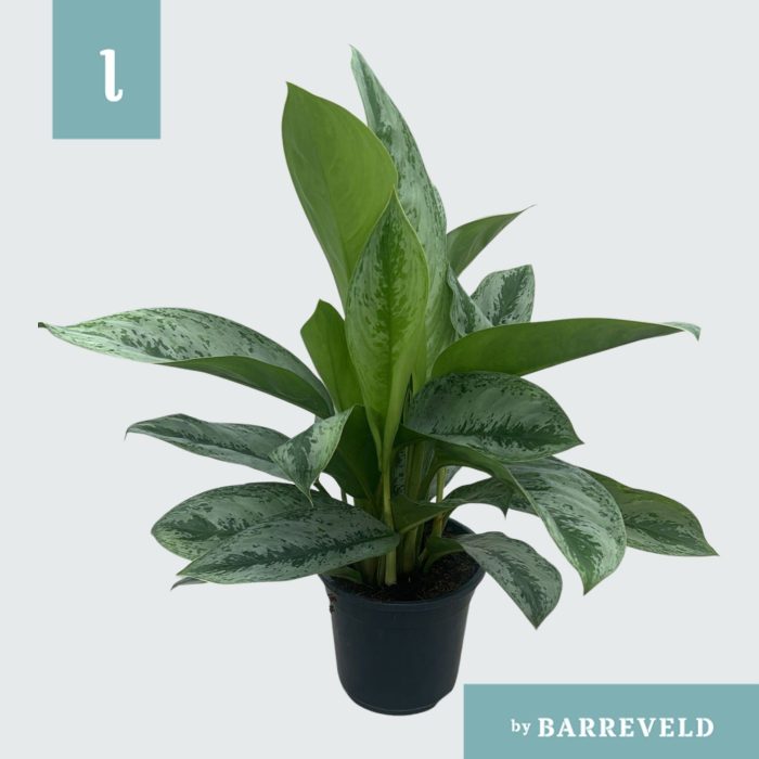 Green Agla 'Silver Frost' (Aglaonema), D 17