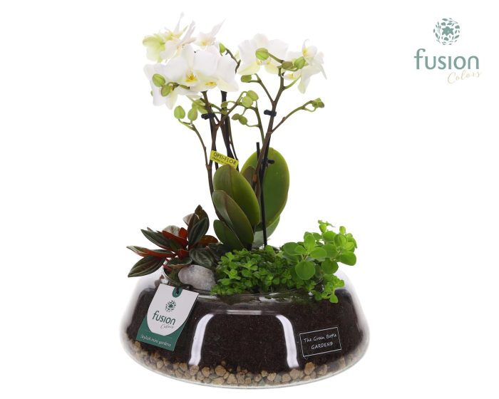 Green Bottle Christel Large met 4tak Phalaenopsis Arrangement 24 uur levertijd, D 24