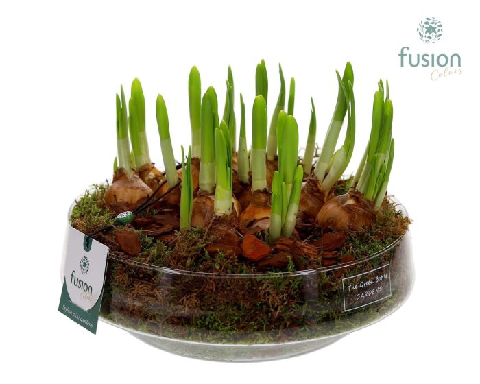 Green Bottle Iris Large met Narcissus, D 24