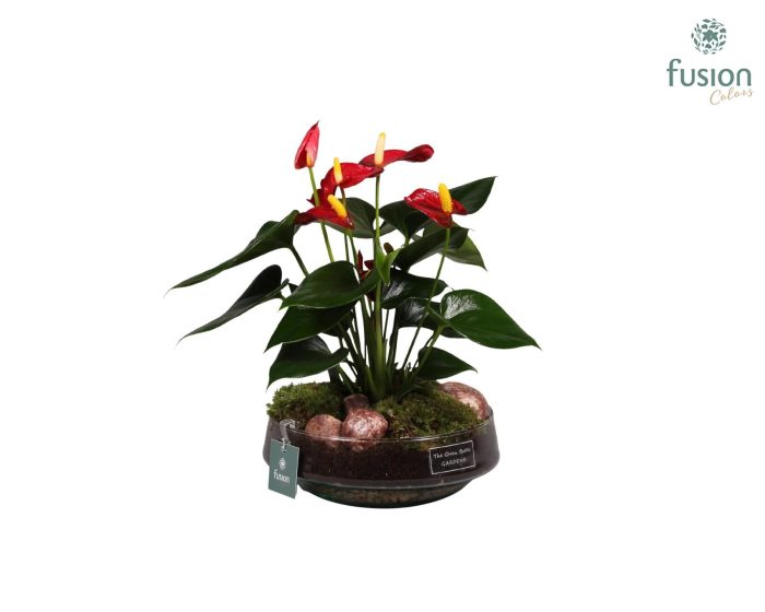 Green Bottle Iris met anthurium, D 19