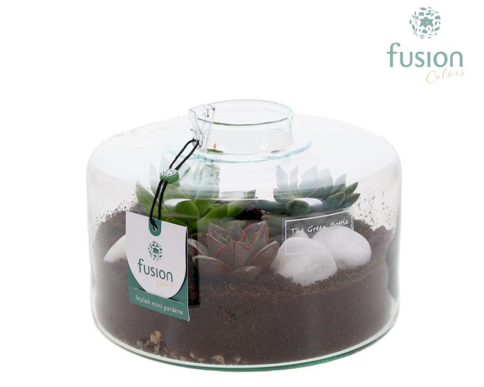 Green Bottle Kyra Medium met Succulenten, D 19