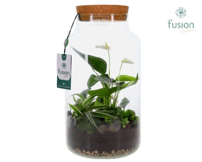 Green Bottle Pot Large Anthurium arrangement, D 19
