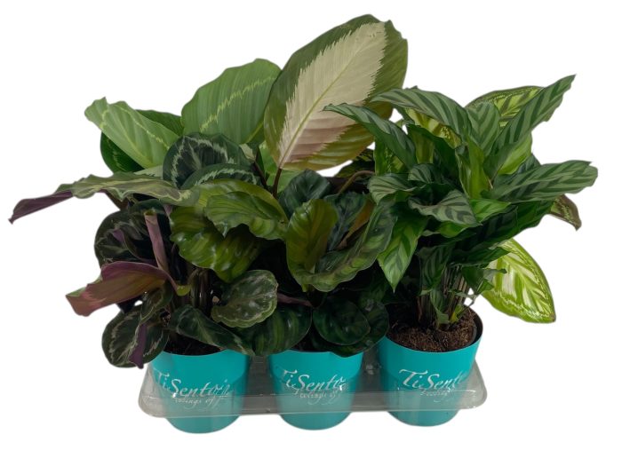 Groen Calathea smart cup blauwgroen, D 12