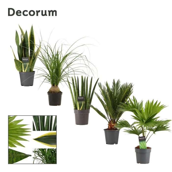 Groenmix 12 cm (Decorum), D 12