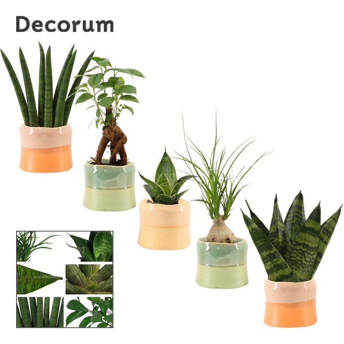 Groenmix mini in Evita (Craft world-collection), D 6
