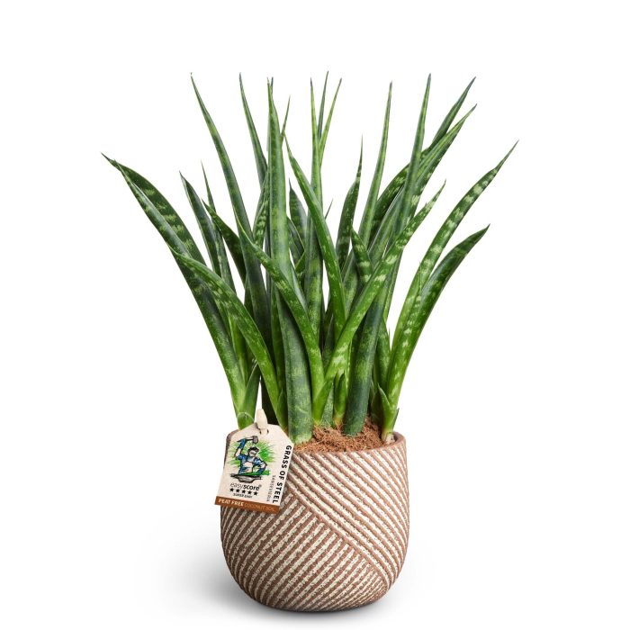 Grove, Sansevieria ´Fernwood´, D 10