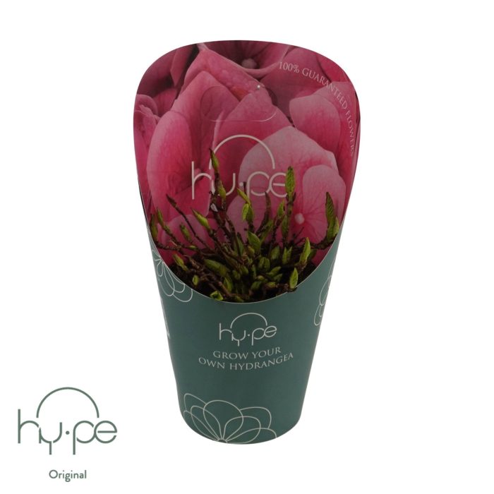 Grow Your Own Mophead Pink 7+ | Hy-pe Original, D 14