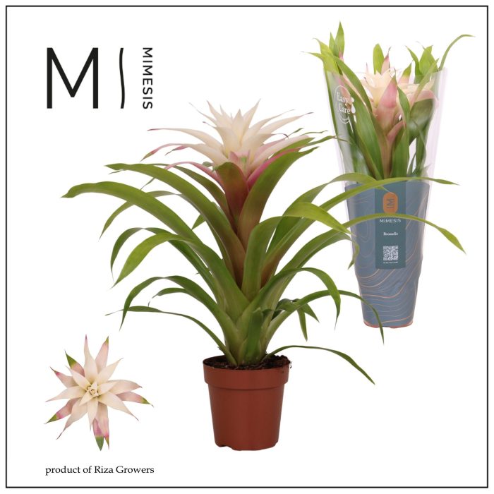 Guzmania Deseo Magical white - 12 cm | Mimesis, D 12